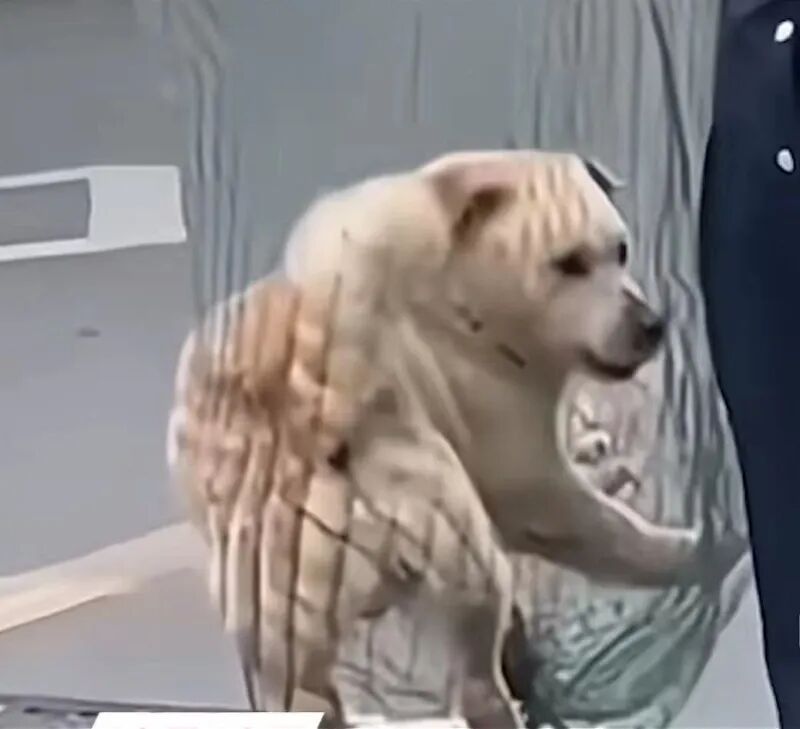 流浪狗被捕获。