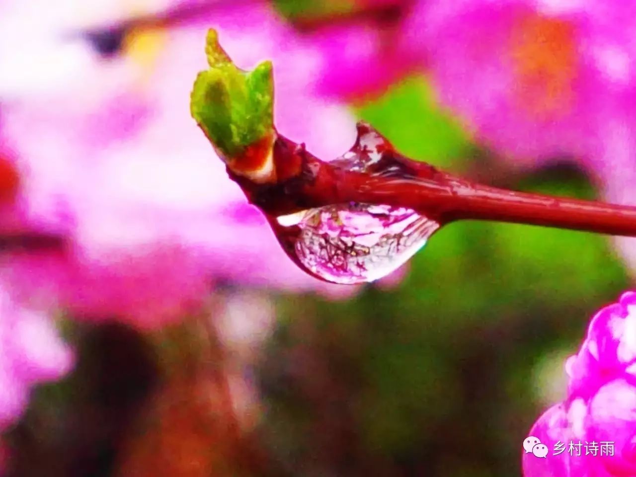 绵绵春雨 丝丝情愁