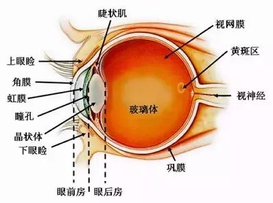 黄斑黄斑不是脸上的斑！是眼底的斑，每个人都有，你认识它吗？？