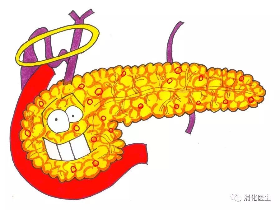 防治胰腺炎和胰腺癌，需了解胰腺的功能及癌前病变