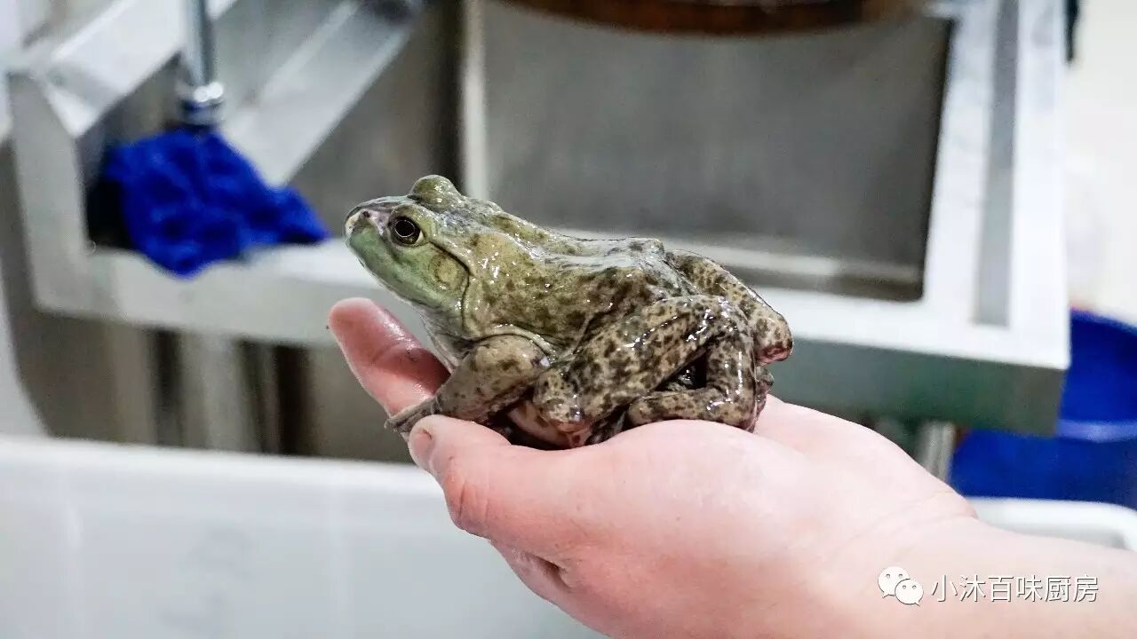 借着美蛙鱼头的狂风来这狂吃了一顿,这才是吃火锅的最高境界,都是顶配