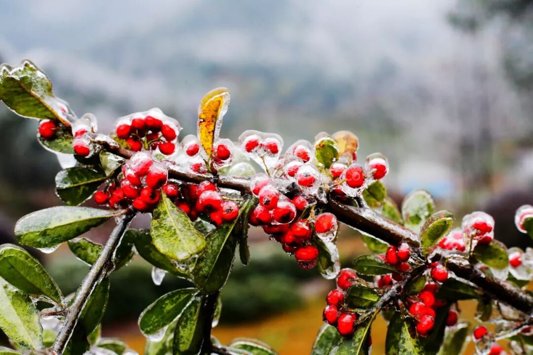 大寒来了，春天也近了