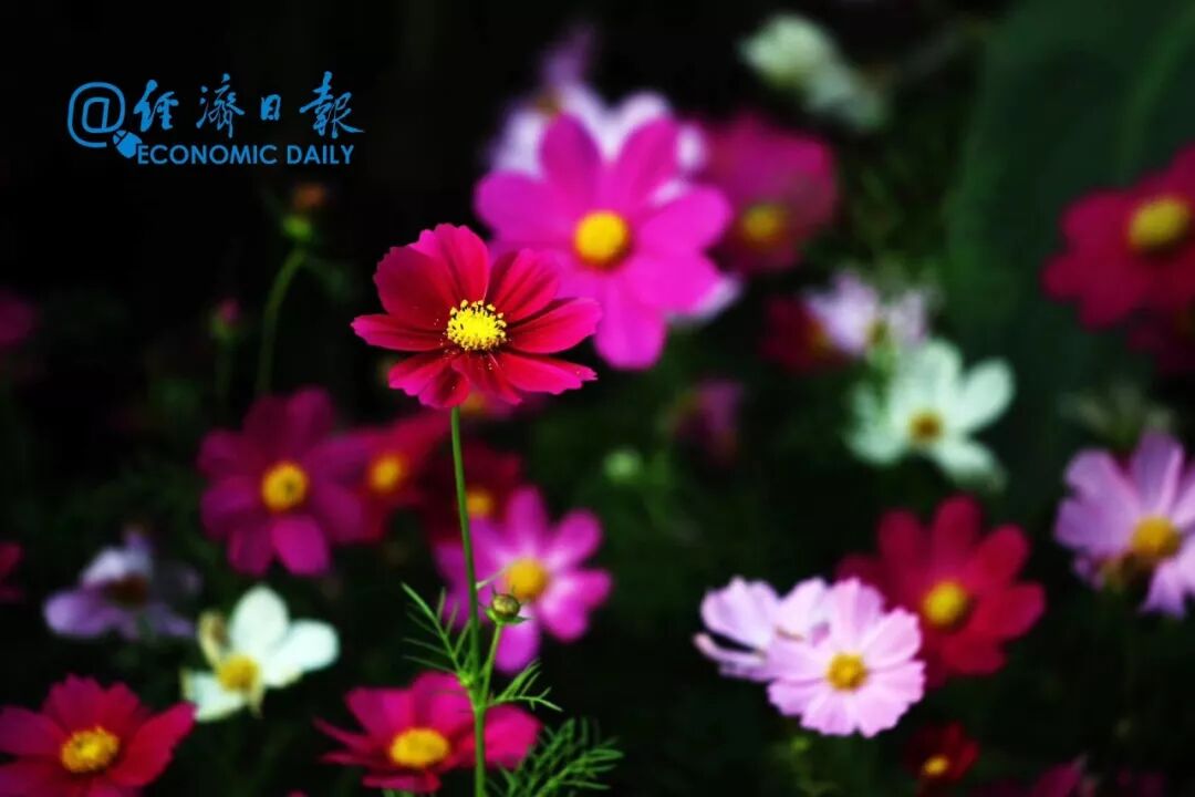 正月里的春天 抚州新闻网