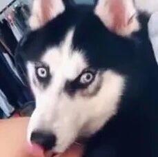 女子让男友帮忙带哈士奇，可回家后看到的这一幕，她崩溃了！