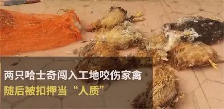 哈士奇闖入工地咬傷家禽，結果被扣押當人質，索賠6800，這年怕是過不好了........ 未分類 第3張