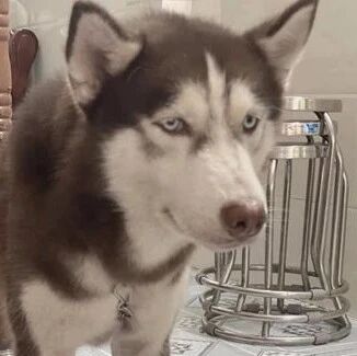 网友发现拖鞋不见，于是就找上了二哈，没想到看到这一幕！