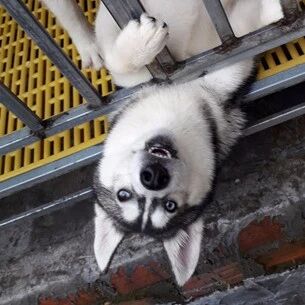 网友帮好友照顾哈士奇，可把狗子领回家后，他就后悔了：不忍直视！