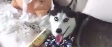 妹子收到男友送的哈士奇，可不到三天她差点就心脏病发了：这是要分手？