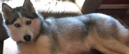 网友到点忘了遛二哈，结果狗子居然自己遛自己，笑疯了！