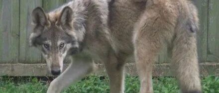 母狼意外怀孕，可没想到生下的狼崽居然有二哈血统，笑疯了！