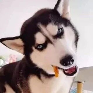 网友给二哈穿上丝袜，结果画面简直太辣眼了，不忍直视！