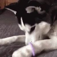 网友给哈士奇一条腿上套了皮筋，没想到狗子是这反应，笑喷！