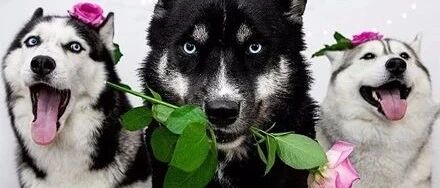 养一只纯黑哈士奇是种怎样的体验？颜值简直逆天，美爆了！