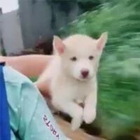 网友骑车带哈士奇出门，可把它抱起来后，整个画面都变了！