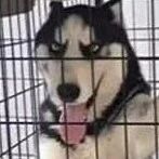 网友发现二哈在笼子里举动怪异，结果走近一看，瞬间笑疯了！