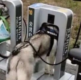 网友带二哈骑共享单车，结果还车时狗子居然做出这举动，笑疯了！