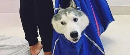 网友把狗子留家里独自出门，结果回来后她崩溃了：这狗还能要吗？