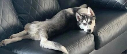 网友训练5只哈士奇吃饭，可没想到训着训着画面就全变了，好沙雕！