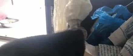 哈士奇闯祸被教训，可下一秒网友就哭笑不得了：狗子这是要上天啊！