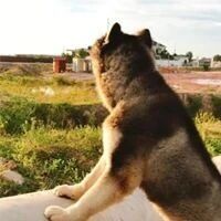 网友带哈士奇到野外，没想到狗子立马就疯了：这狗还能要吗？