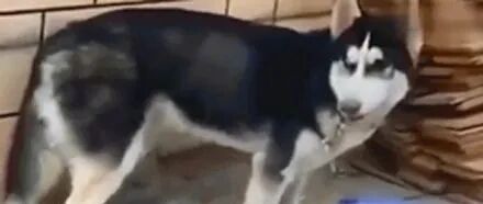 网友在哈士奇吃饭时放音乐，结果狗子居然跟着跳起了舞，笑疯了！