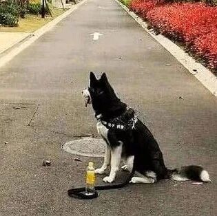 网友遛狗途中着急上厕所，结果他用瓶子看住了二哈，笑喷了！