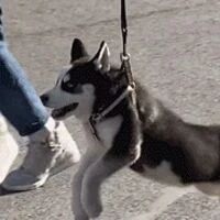 这才是正确的遛二哈方式！好神奇，哈哈