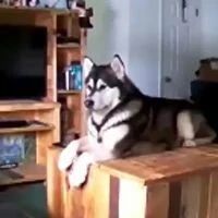 哈士奇和萨摩挺安静的  可离开后...，直到监控拍到了这一幕！