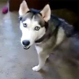 哈士奇精力旺盛，可铲屎官给它戴上耳机后，狗子居然变成了雕像！