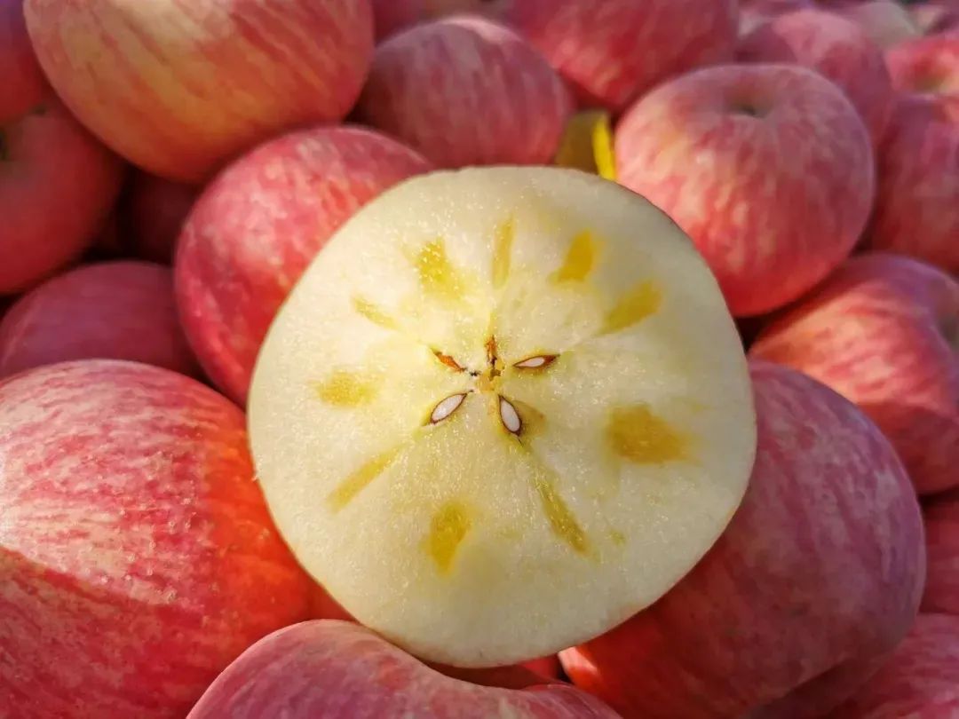 展商风采陕西洛川红富士苹果来自黄土高原的甜蜜馈赠无农药不打蜡带皮
