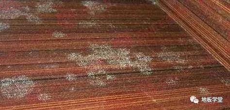 木地板發(fā)霉_地板受潮發(fā)霉如何處理_木魚(yú)花發(fā)霉圖片