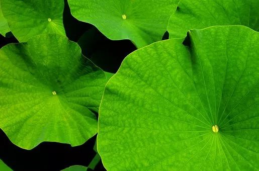 少年科學粉每日一題丨沒騙我 蓮葉有 鼻子 知識就是力量 微文庫