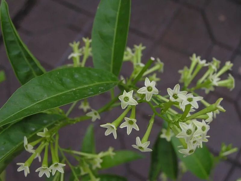 夜香花 晚香玉 夜香樹 到底誰是夜來香 知識就是力量 微文庫