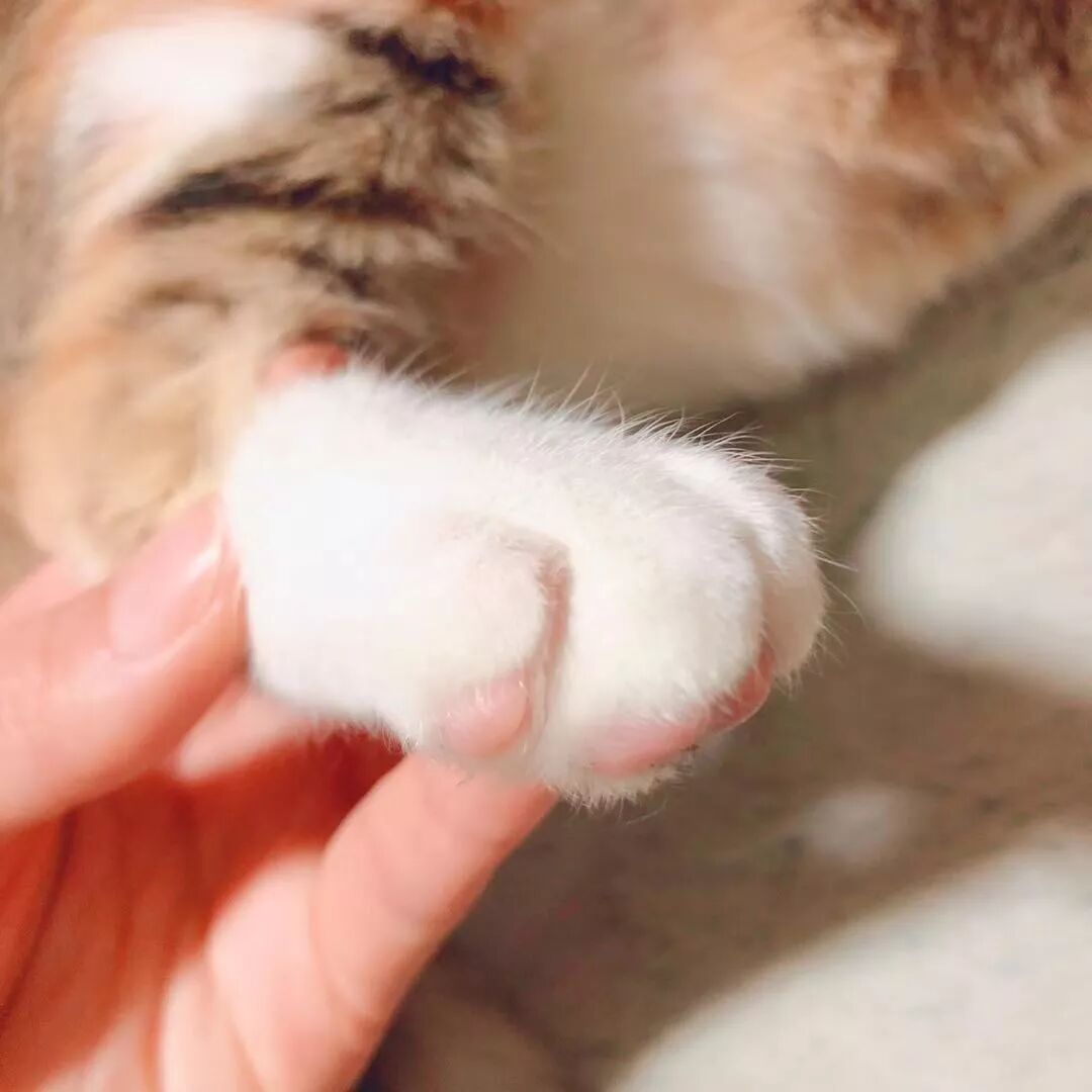 初心日语联盟 自由微信 Freewechat