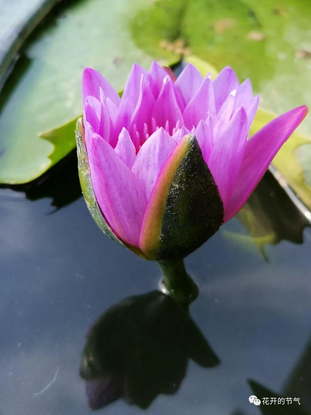 草木深 苏世独立 横而不流 花开的节气 微信公众号文章阅读 Wemp