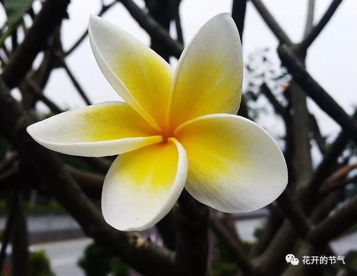 草木深 你是泰戈尔的金色花吗 花开的节气 微信公众号文章阅读 Wemp