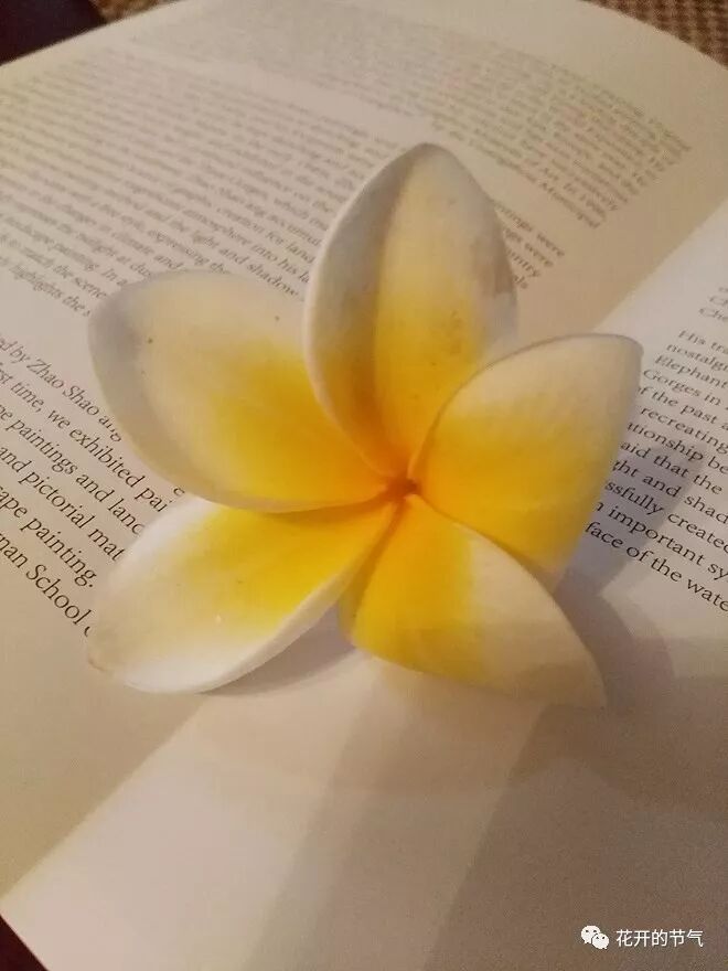 草木深 你是泰戈尔的金色花吗 花开的节气 微信公众号文章阅读 Wemp