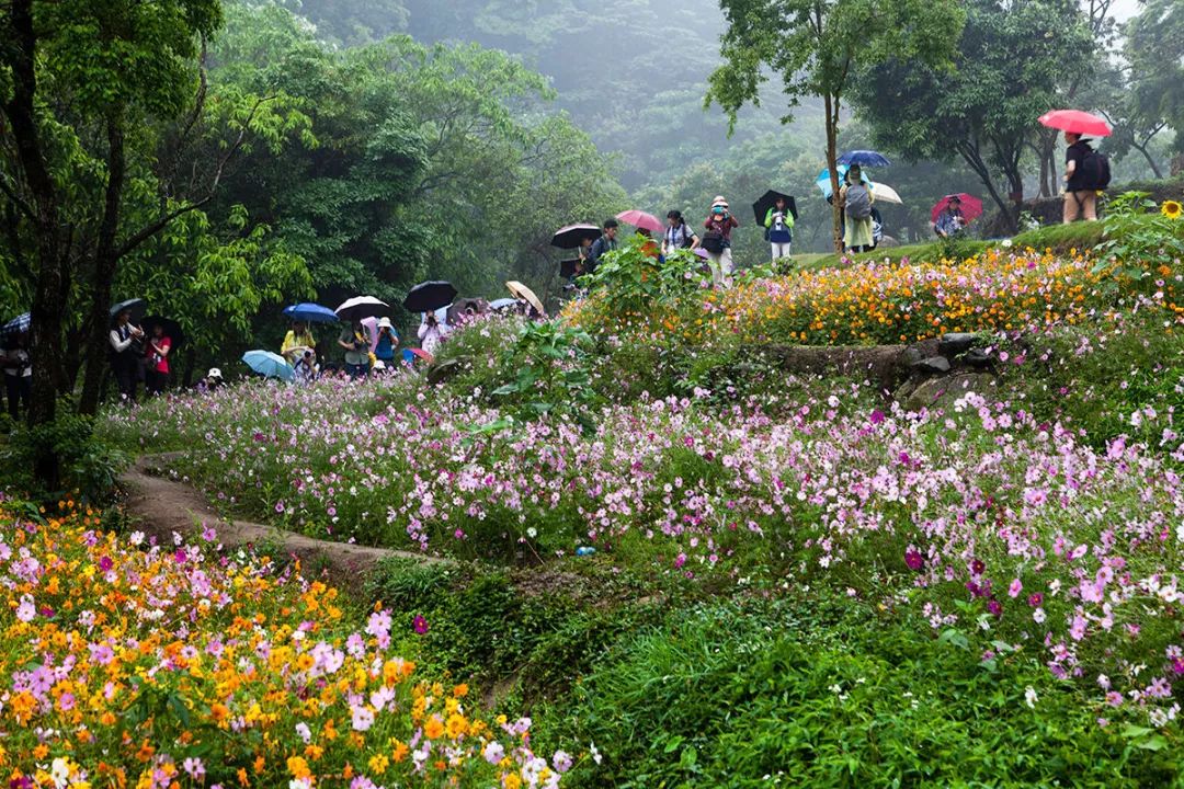 【青山翠谷-花海彩田】增城二龍山1日遊!