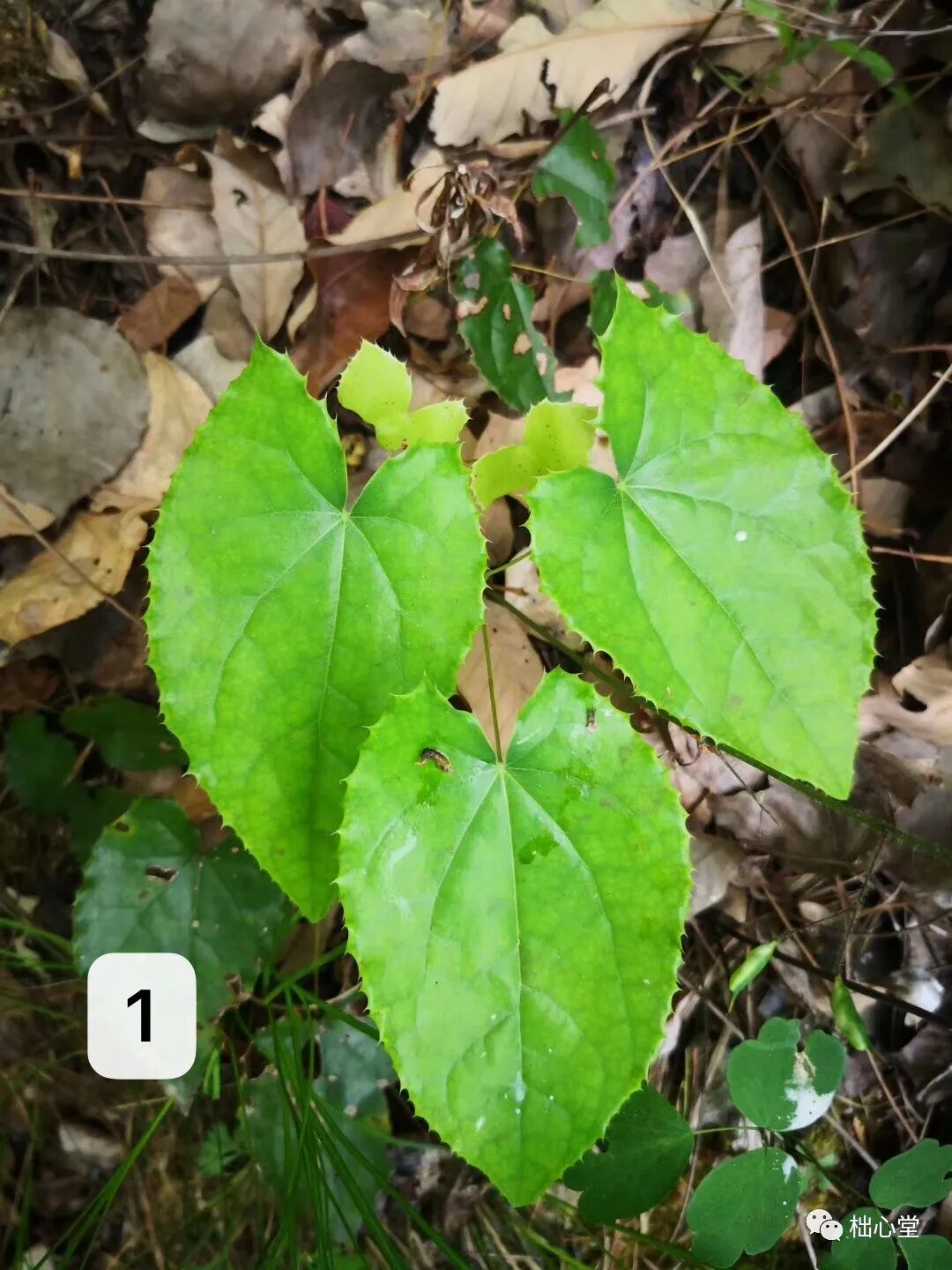 肾气虚者易健忘，黄酒炮制淫羊藿来补