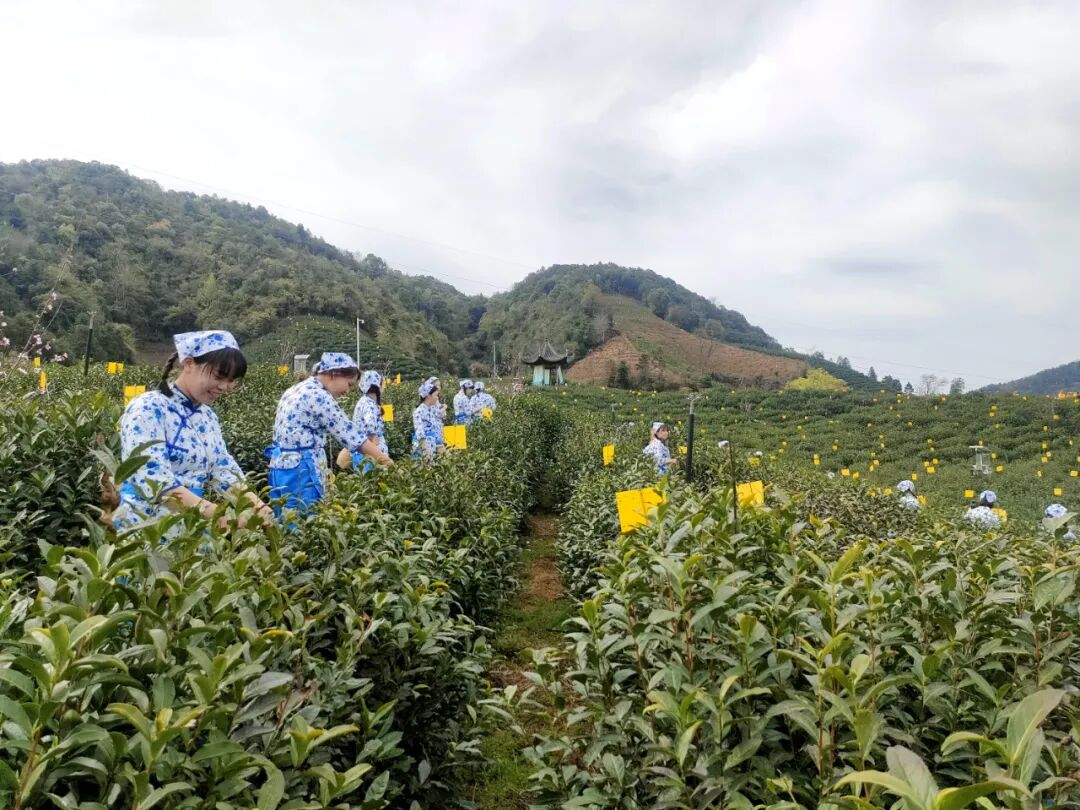 全球合作伙伴邀约会在祁门红茶核心产区举行
