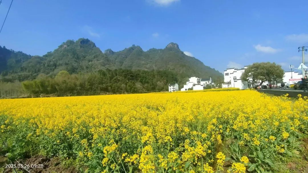 黃山市油菜花景觀進入最佳觀賞期