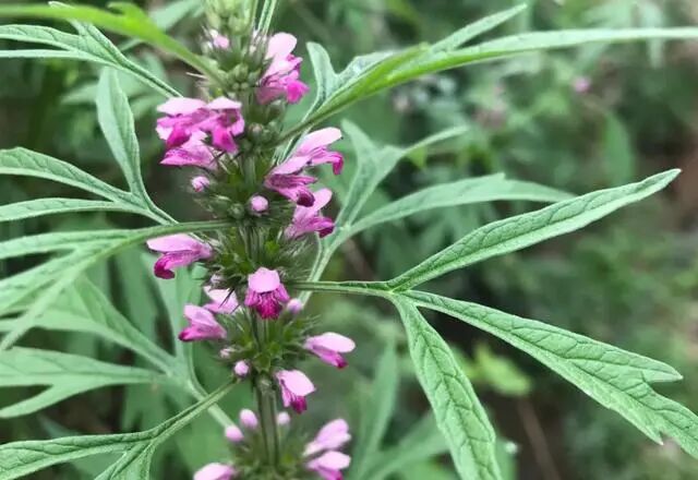 敷上药怎么写治各种疮疡溃烂腐烂不收口秘方名方_https://www.jmylbn.com_新闻资讯_第2张