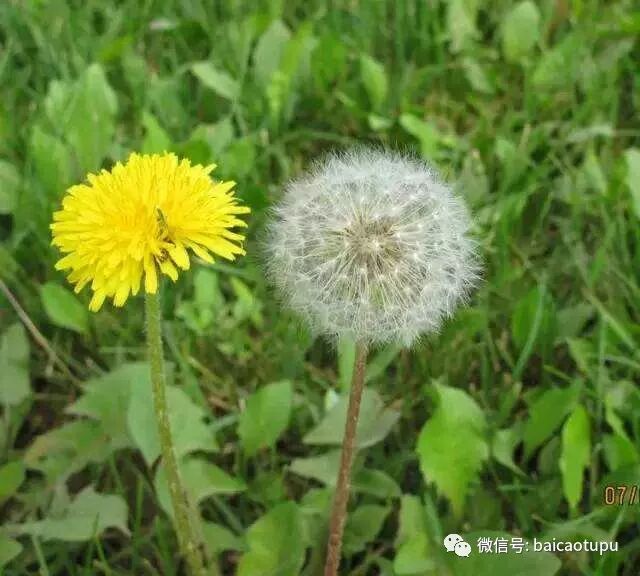 最有效去肝火的10种中药方