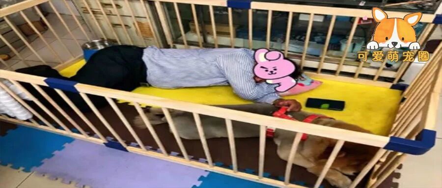 “男人带狗子的快乐你们永远体会不到，哈哈哈哈哈哈”