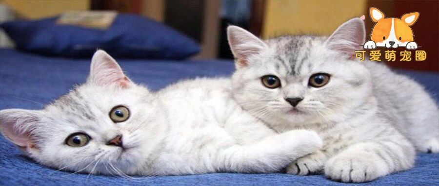 “因为嫌狗狗看病太贵，所以我将它摔死了”