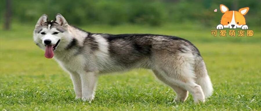 这只哈士奇吃了“不老药”，永远长不大，可背后的原因谁又知道......