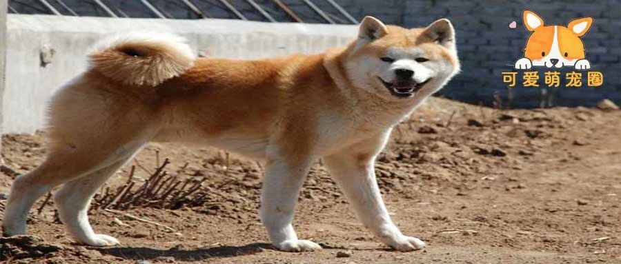 听我一句劝！没事千万别养柴犬，否则你的下场就是这样..........