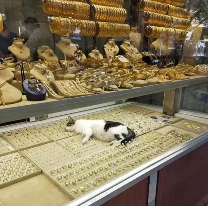 “据说没有一只猫能够抵挡得住行李箱的诱惑”-微信头条网 “据说没有一只猫能够抵挡得住行李箱的诱惑”