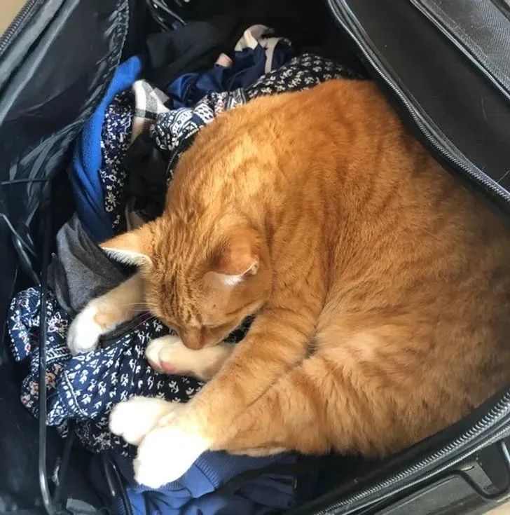 “据说没有一只猫能够抵挡得住行李箱的诱惑”-微信头条网 “据说没有一只猫能够抵挡得住行李箱的诱惑”