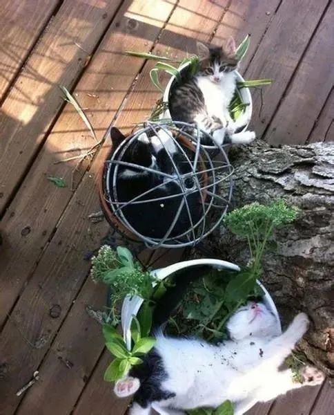 “据说没有一只猫能够抵挡得住行李箱的诱惑”-微信头条网 “据说没有一只猫能够抵挡得住行李箱的诱惑”